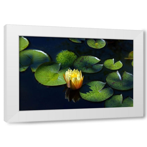 Yellow Water Lily White Modern Wood Framed Art Print by Putman, Tammy