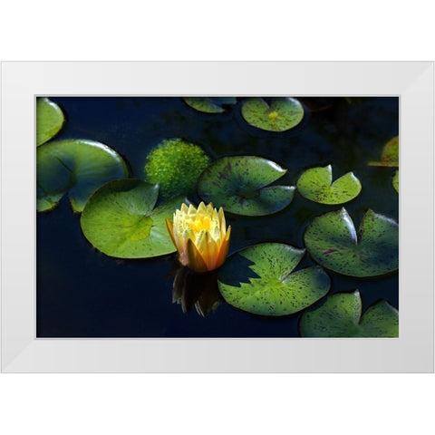 Yellow Water Lily White Modern Wood Framed Art Print by Putman, Tammy