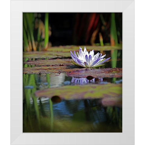 Purple Lily White Modern Wood Framed Art Print by Putman, Tammy