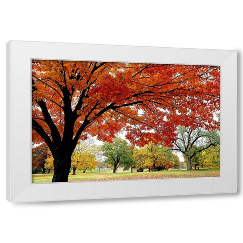 Red Fall White Modern Wood Framed Art Print by Putman, Tammy