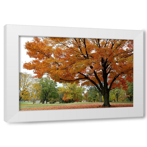 Orange Fall White Modern Wood Framed Art Print by Putman, Tammy