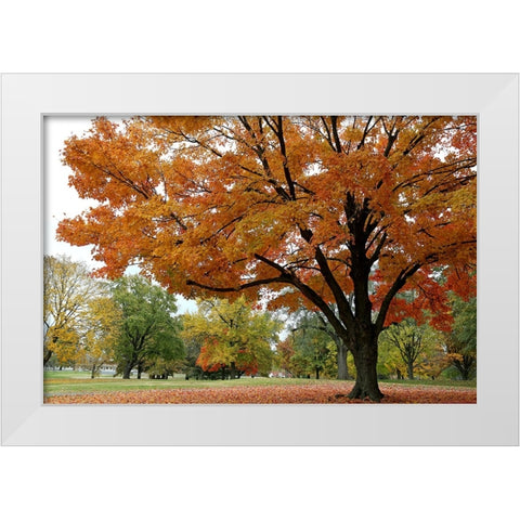 Orange Fall White Modern Wood Framed Art Print by Putman, Tammy