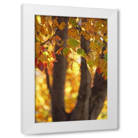 Fall Maple White Modern Wood Framed Art Print by Putman, Tammy