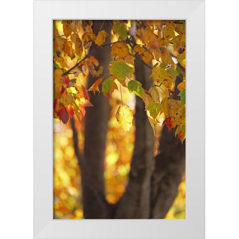 Fall Maple White Modern Wood Framed Art Print by Putman, Tammy