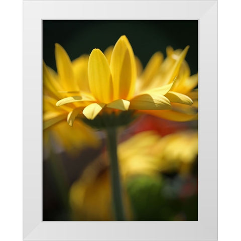 Yellow Daisies White Modern Wood Framed Art Print by Putman, Tammy