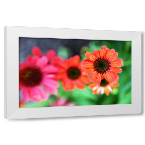 Red Daisies I White Modern Wood Framed Art Print by Putman, Tammy