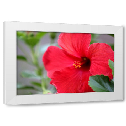 Red Hibiscus White Modern Wood Framed Art Print by Putman, Tammy