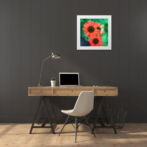 Red Daisies II White Modern Wood Framed Art Print by Putman, Tammy