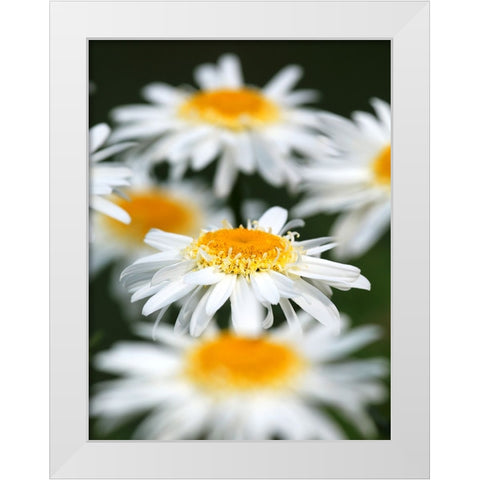 White Daisies White Modern Wood Framed Art Print by Putman, Tammy