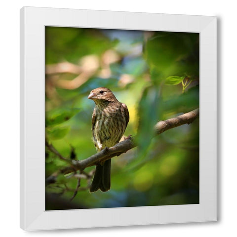 Finch White Modern Wood Framed Art Print by Putman, Tammy