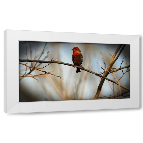 House Finch White Modern Wood Framed Art Print by Putman, Tammy
