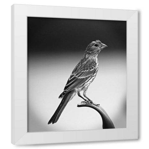 Finch III White Modern Wood Framed Art Print by Putman, Tammy