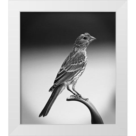 Finch III White Modern Wood Framed Art Print by Putman, Tammy