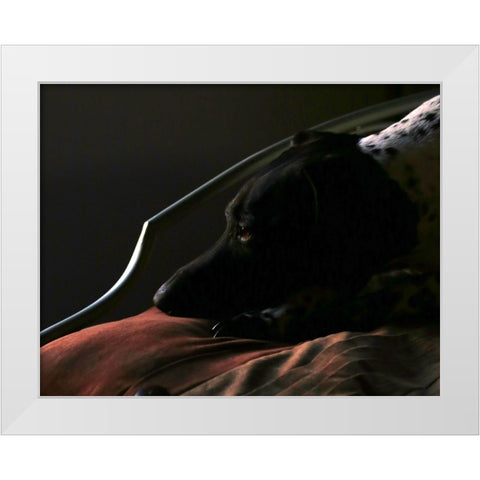 German Shorthaired Pointer White Modern Wood Framed Art Print by Putman, Tammy