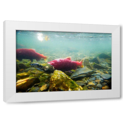 Sockeye Salmon I White Modern Wood Framed Art Print by Stefko, Bob