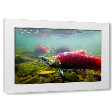 Sockeye Salmon II White Modern Wood Framed Art Print by Stefko, Bob