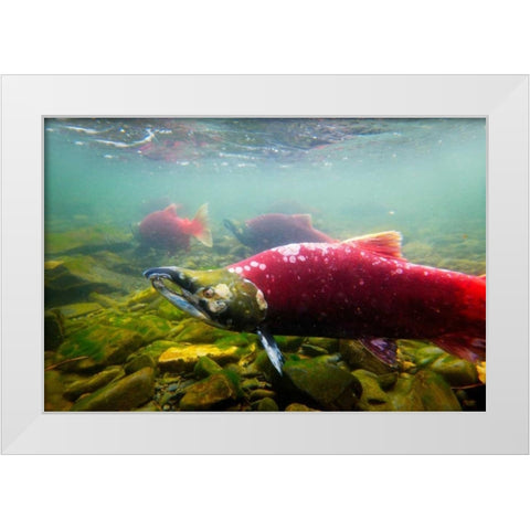 Sockeye Salmon II White Modern Wood Framed Art Print by Stefko, Bob