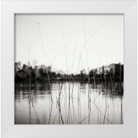 Water Grass White Modern Wood Framed Art Print by Stefko, Bob
