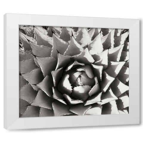 Agave I White Modern Wood Framed Art Print by Stefko, Bob