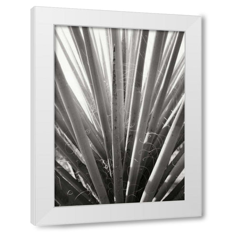 Torrey Yucca White Modern Wood Framed Art Print by Stefko, Bob