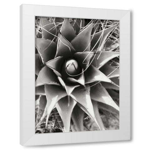 Agave Lechuguilla White Modern Wood Framed Art Print by Stefko, Bob