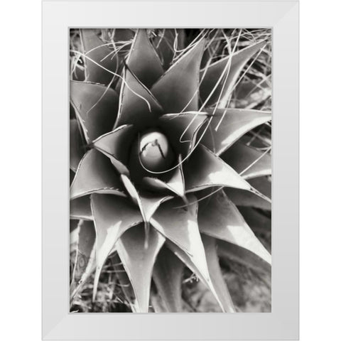 Agave Lechuguilla White Modern Wood Framed Art Print by Stefko, Bob