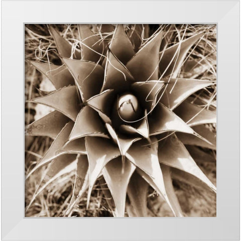 Desert Plants I White Modern Wood Framed Art Print by Stefko, Bob
