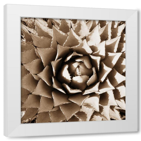 Desert Plants II White Modern Wood Framed Art Print by Stefko, Bob