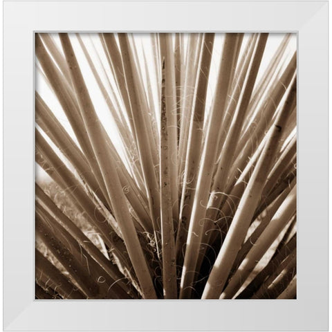 Desert Plants IV White Modern Wood Framed Art Print by Stefko, Bob