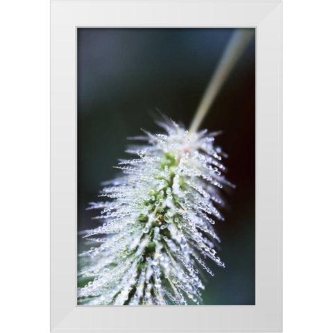 Fountain Grass I White Modern Wood Framed Art Print by Stefko, Bob