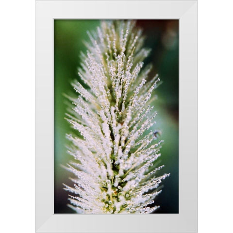 Fountain Grass II White Modern Wood Framed Art Print by Stefko, Bob