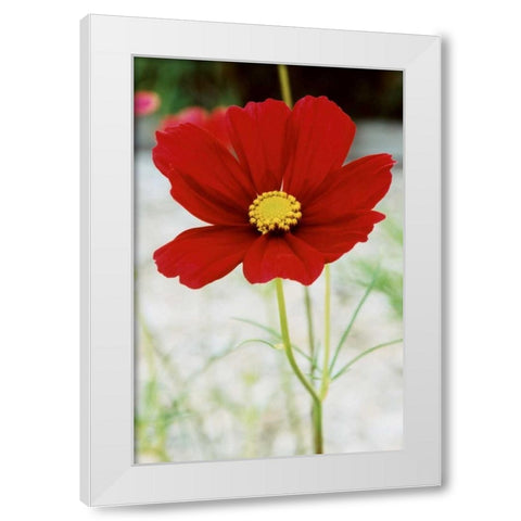 Red Cosmos I White Modern Wood Framed Art Print by Stefko, Bob