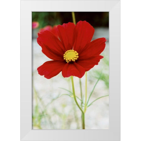 Red Cosmos I White Modern Wood Framed Art Print by Stefko, Bob