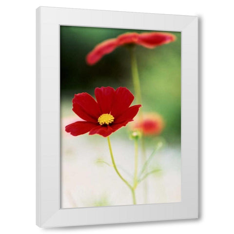 Red Cosmos II White Modern Wood Framed Art Print by Stefko, Bob