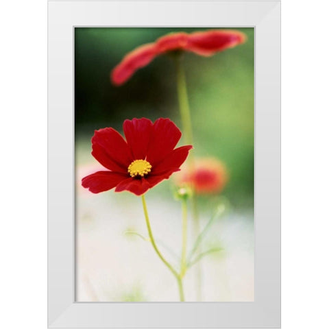 Red Cosmos II White Modern Wood Framed Art Print by Stefko, Bob