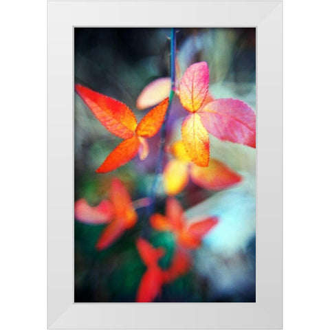 Fall Leaves II White Modern Wood Framed Art Print by Stefko, Bob