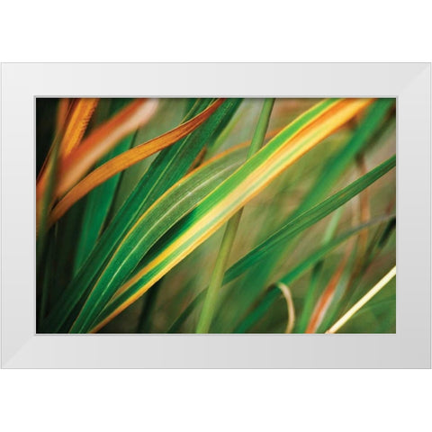 Grass in Fall I White Modern Wood Framed Art Print by Stefko, Bob