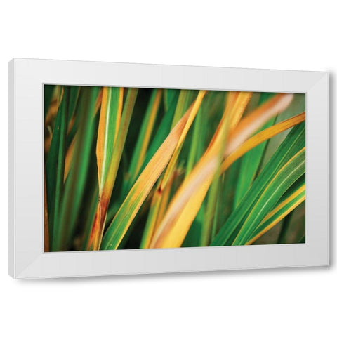 Grass in Fall II White Modern Wood Framed Art Print by Stefko, Bob