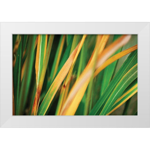 Grass in Fall II White Modern Wood Framed Art Print by Stefko, Bob