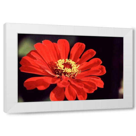 Red Zinnia II White Modern Wood Framed Art Print by Stefko, Bob
