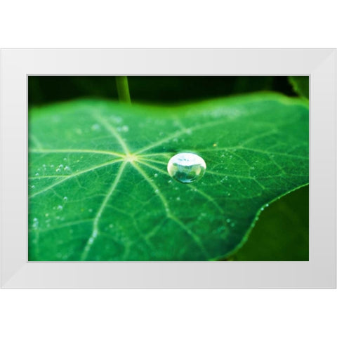 A Single Drop I White Modern Wood Framed Art Print by Stefko, Bob