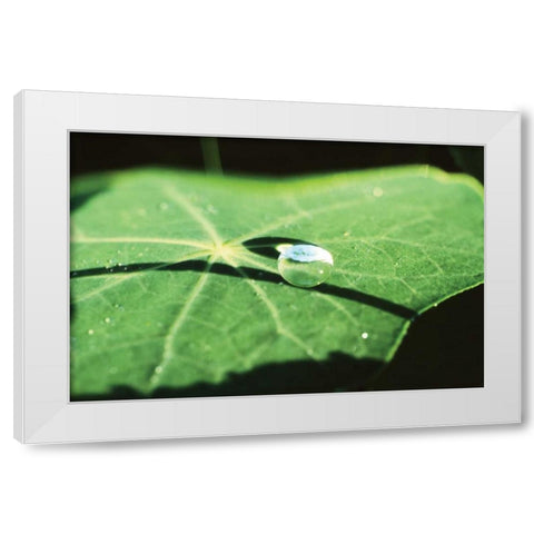 A Single Drop II White Modern Wood Framed Art Print by Stefko, Bob