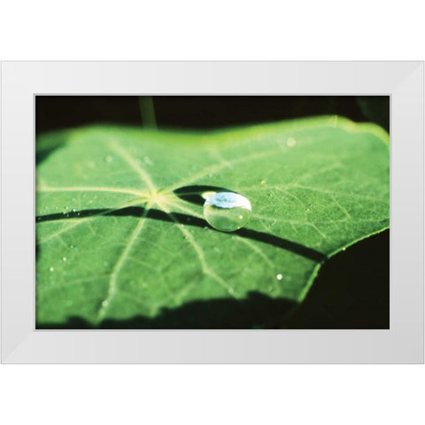 A Single Drop II White Modern Wood Framed Art Print by Stefko, Bob