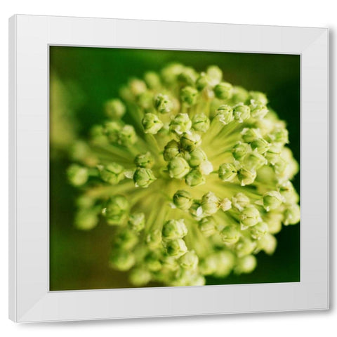 Allium White Modern Wood Framed Art Print by Stefko, Bob
