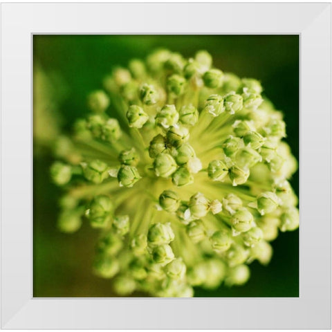 Allium White Modern Wood Framed Art Print by Stefko, Bob