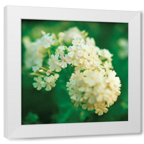 Chinese Snowball White Modern Wood Framed Art Print by Stefko, Bob