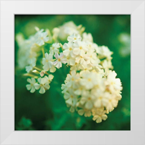Chinese Snowball White Modern Wood Framed Art Print by Stefko, Bob
