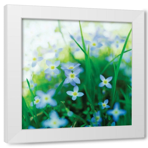 Blooms in Spring I White Modern Wood Framed Art Print by Stefko, Bob