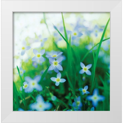 Blooms in Spring I White Modern Wood Framed Art Print by Stefko, Bob