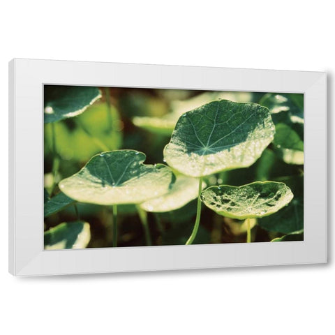 Nasturtium Leaves White Modern Wood Framed Art Print by Stefko, Bob